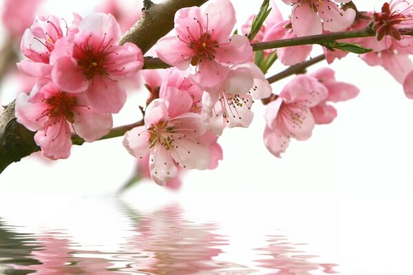 Branche de fleurs de cerisier au-dessus de l eau