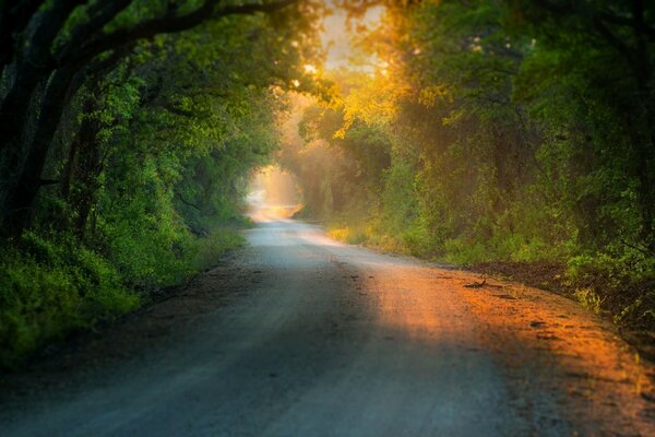 Camino a través del bosque iluminado por el sol