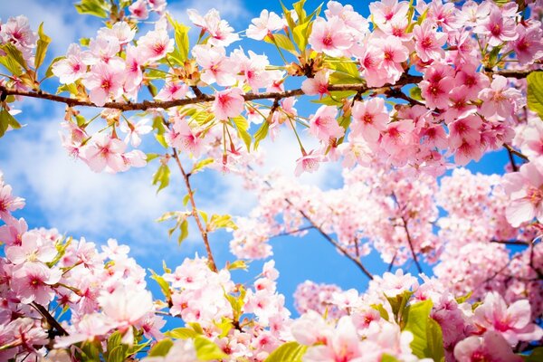 Blühender Kirschblütenzweig auf einem blauen Himmelshintergrund