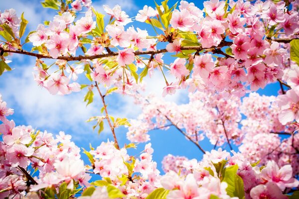 Ramo di fiori di ciliegio su uno sfondo di cielo blu