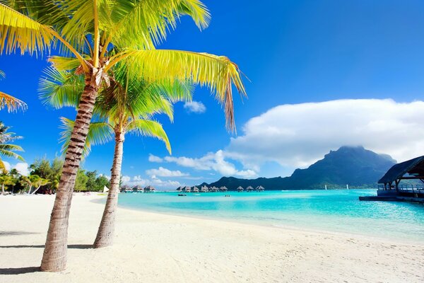 Foto von Palme, Strand, Meer und Sonne