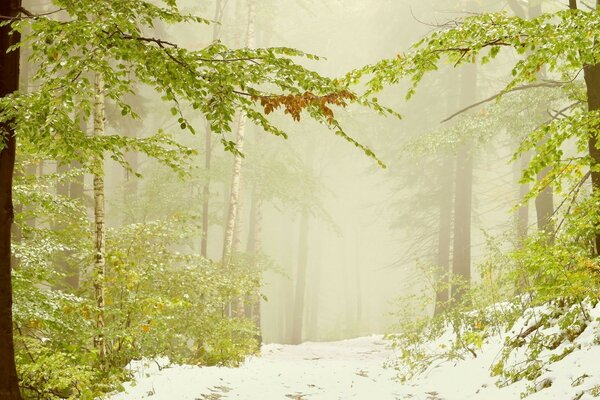 Foto des Winters im Wald unter Bäumen