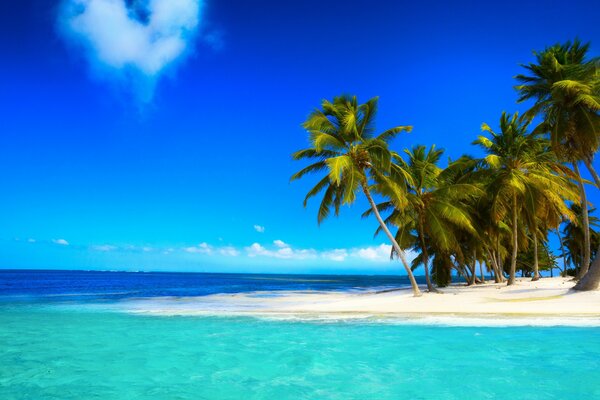 Green palm trees on the shore of the blue ocean