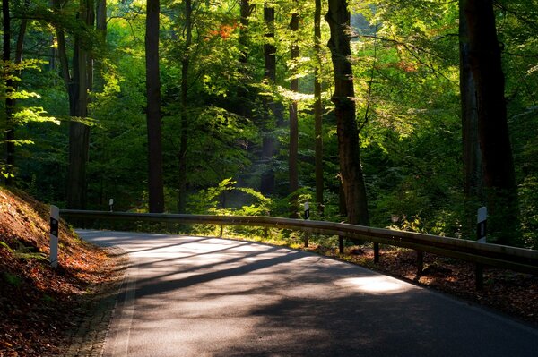 Fond d écran photo plein écran avec la nature. Route menant au loin entouré d arbres au feuillage vert