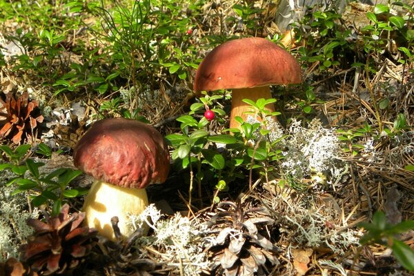 Steinpilze unter Preiselbeeren und Zapfen