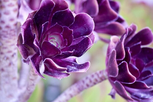 Purple flowers on light stems close-up