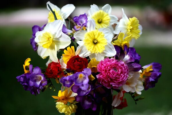 Ensemble de jonquilles, roses et freesia