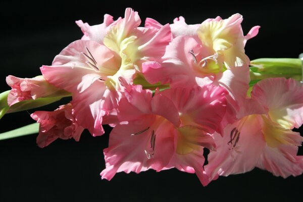 Zartrosa Gladiole auf schwarzem Hintergrund