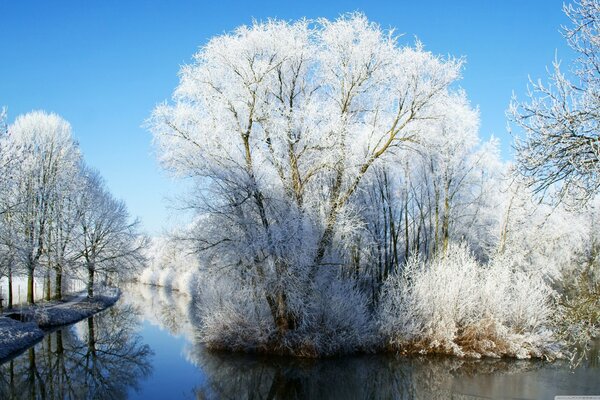 Beautiful photo of frost on trees and blue sky
