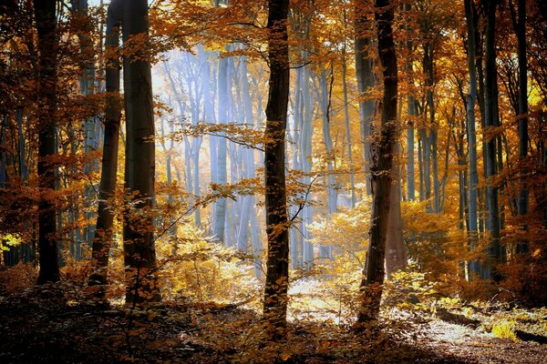 Photo of the autumn forest, tree trunks