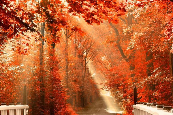 Der Weg in die Ferne im Herbstpark