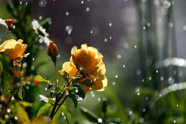 Yellow roses in dewdrops