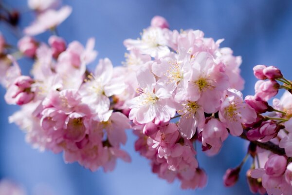 Photo de belles fleurs printanières