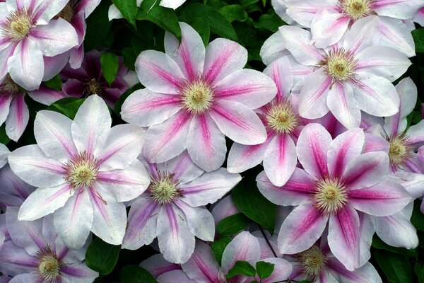 Pink clematis flowers create a summer compaction