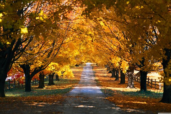 Strada che si allontana in lontananza in un parco cosparso di fogliame giallo