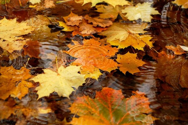 Las hojas de otoño flotan en el agua