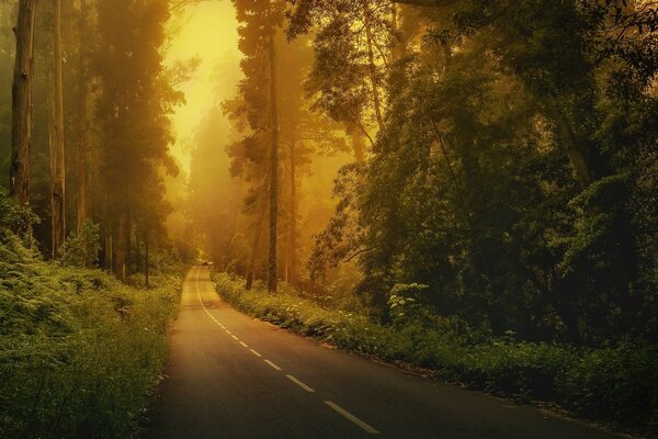 Photo of the road in warm shades