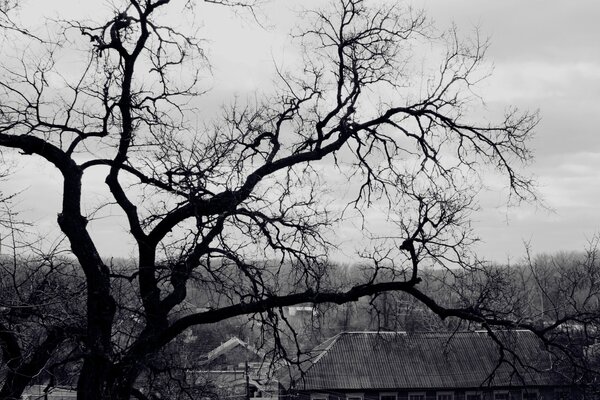 Autumn sky. A tree that has shed its leaves over the roofs of houses