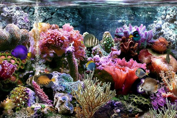 Récifs coralliens et monde sous-marin lumineux