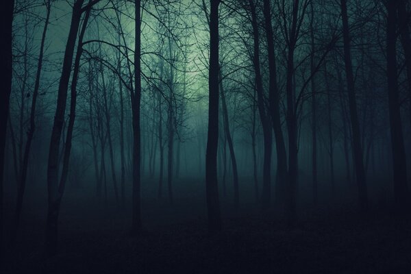 Mysterious mist in the evening forest