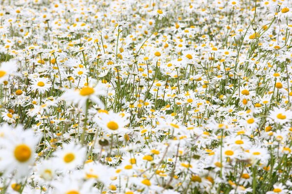 There are a lot of daisies on the field in summer