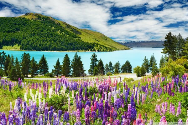 Campo con flores y bosque. Cielo azul con nubes