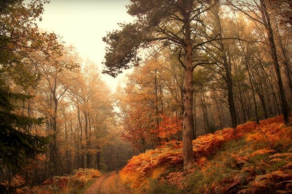 Wald Herbstlandschaft am Abend