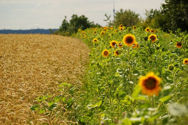 Linea dell orizzonte dei due campi