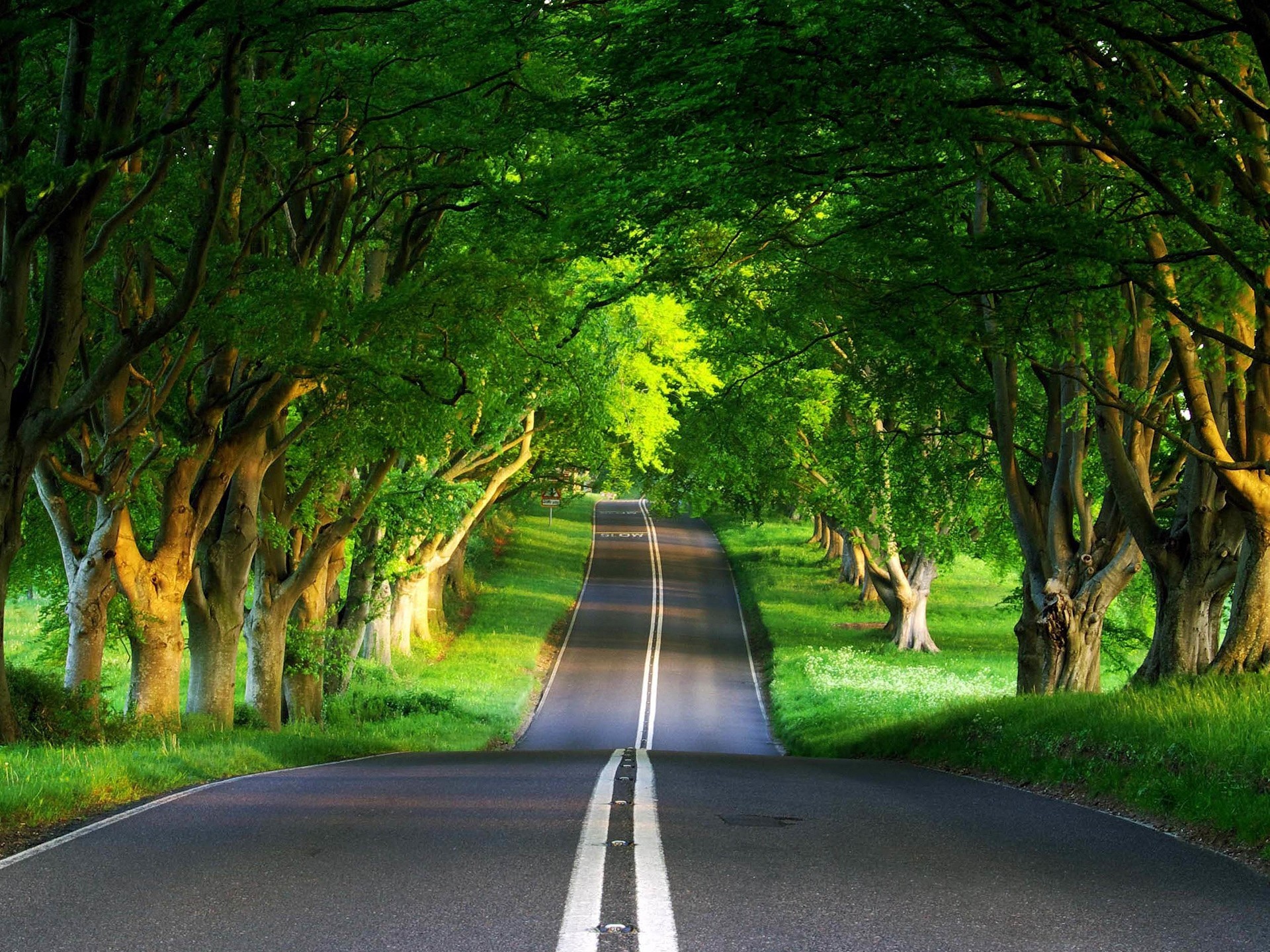 forêt route été