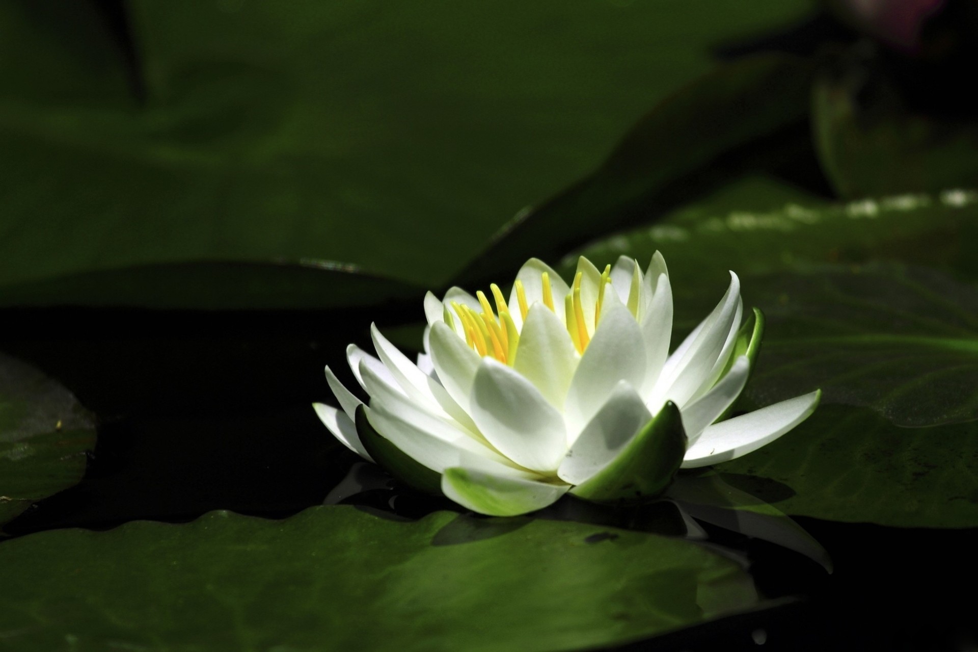 flower lilies petals water