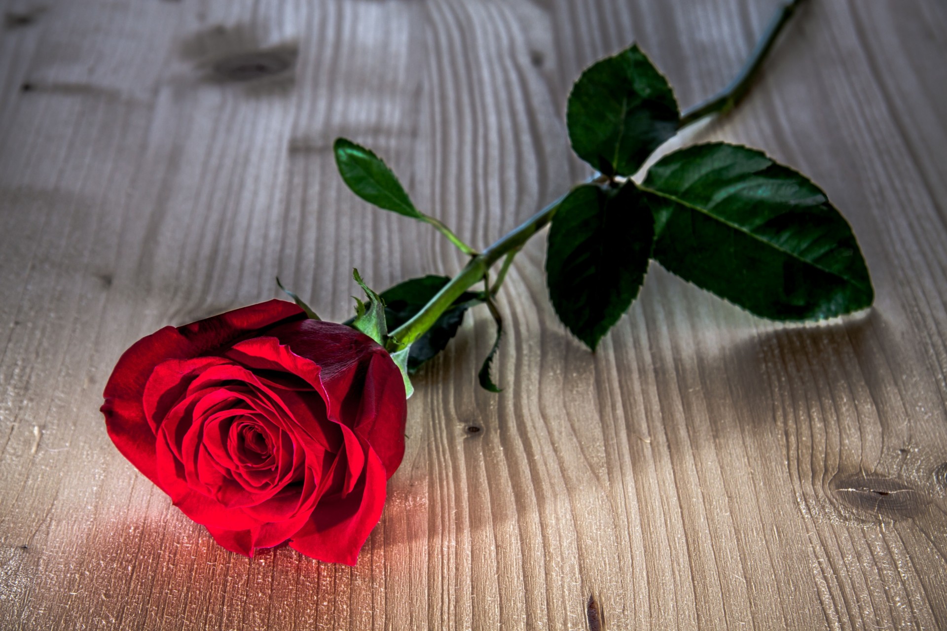 blatt widescreen blume vollbild hintergrund blumen tapete rose rote rose