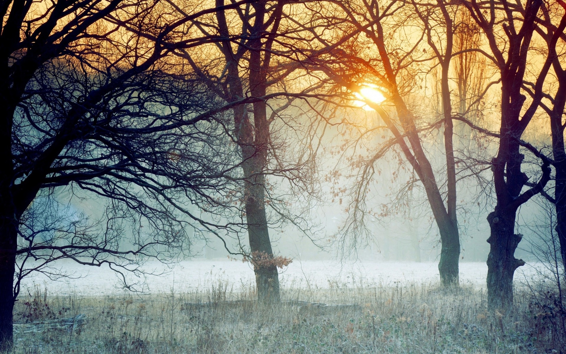 morning grass tree fog forest central park frost branch