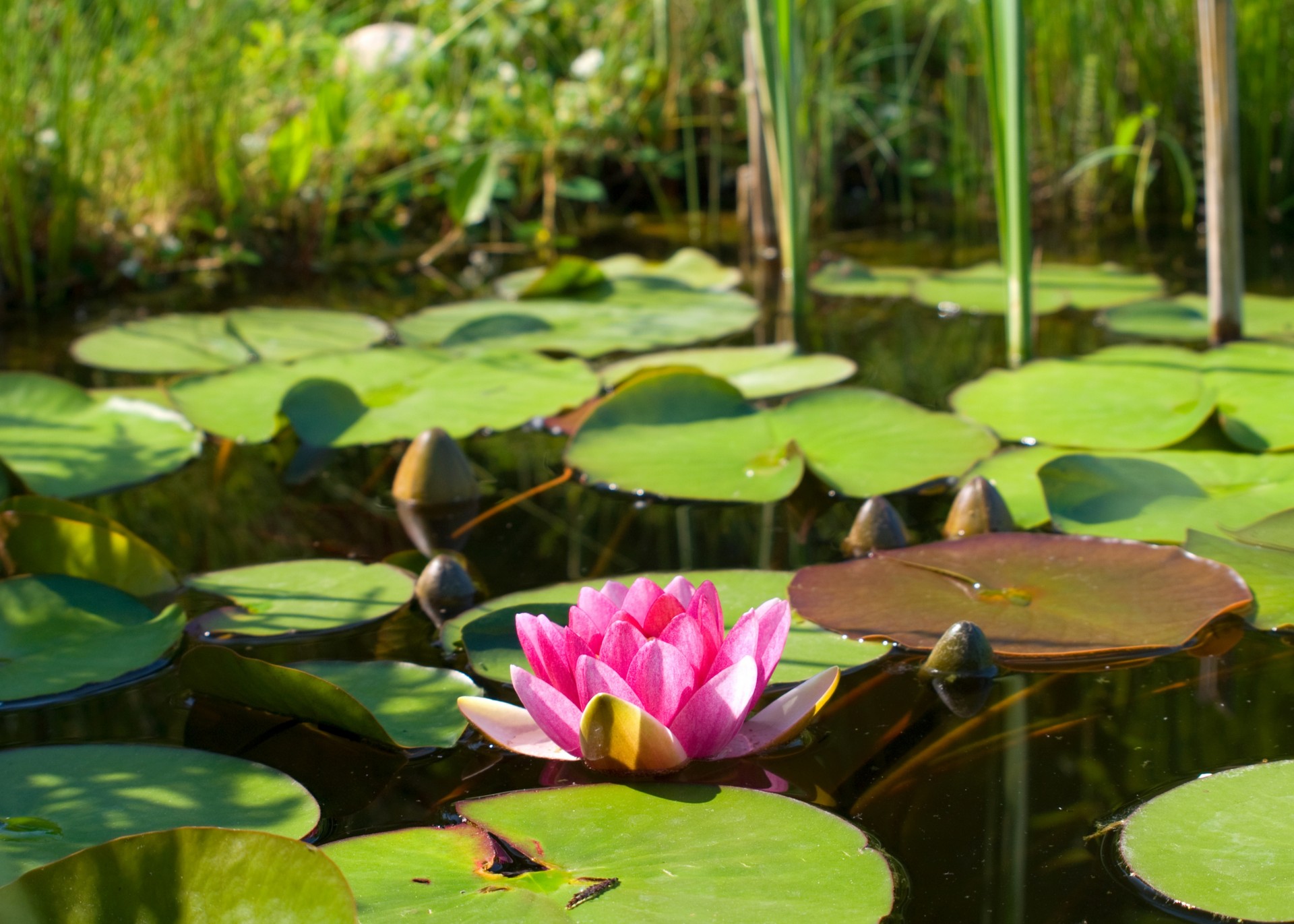 hoja flor naturaleza lago estanque agua lirio de agua rosa lirios