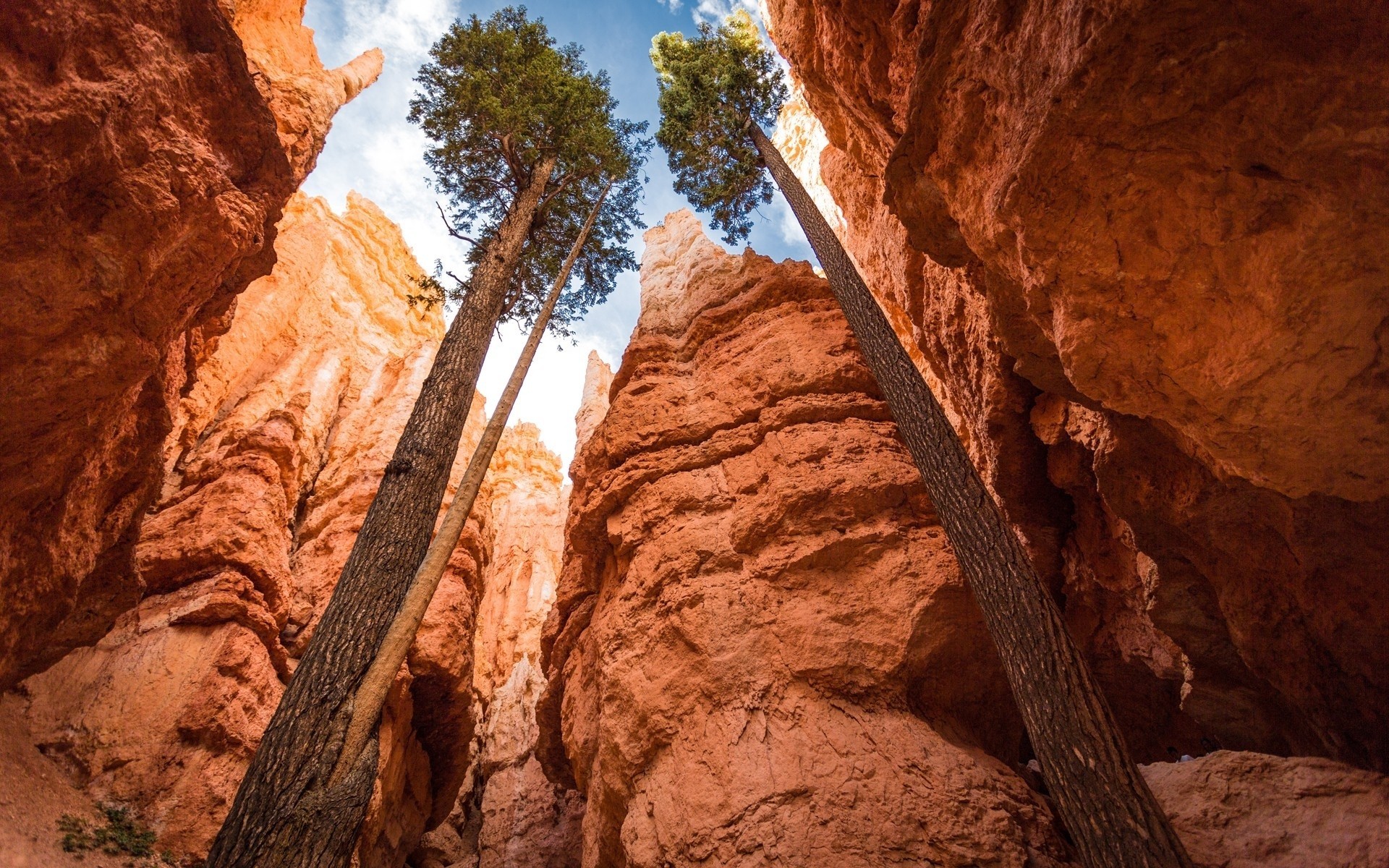 tree canyon park