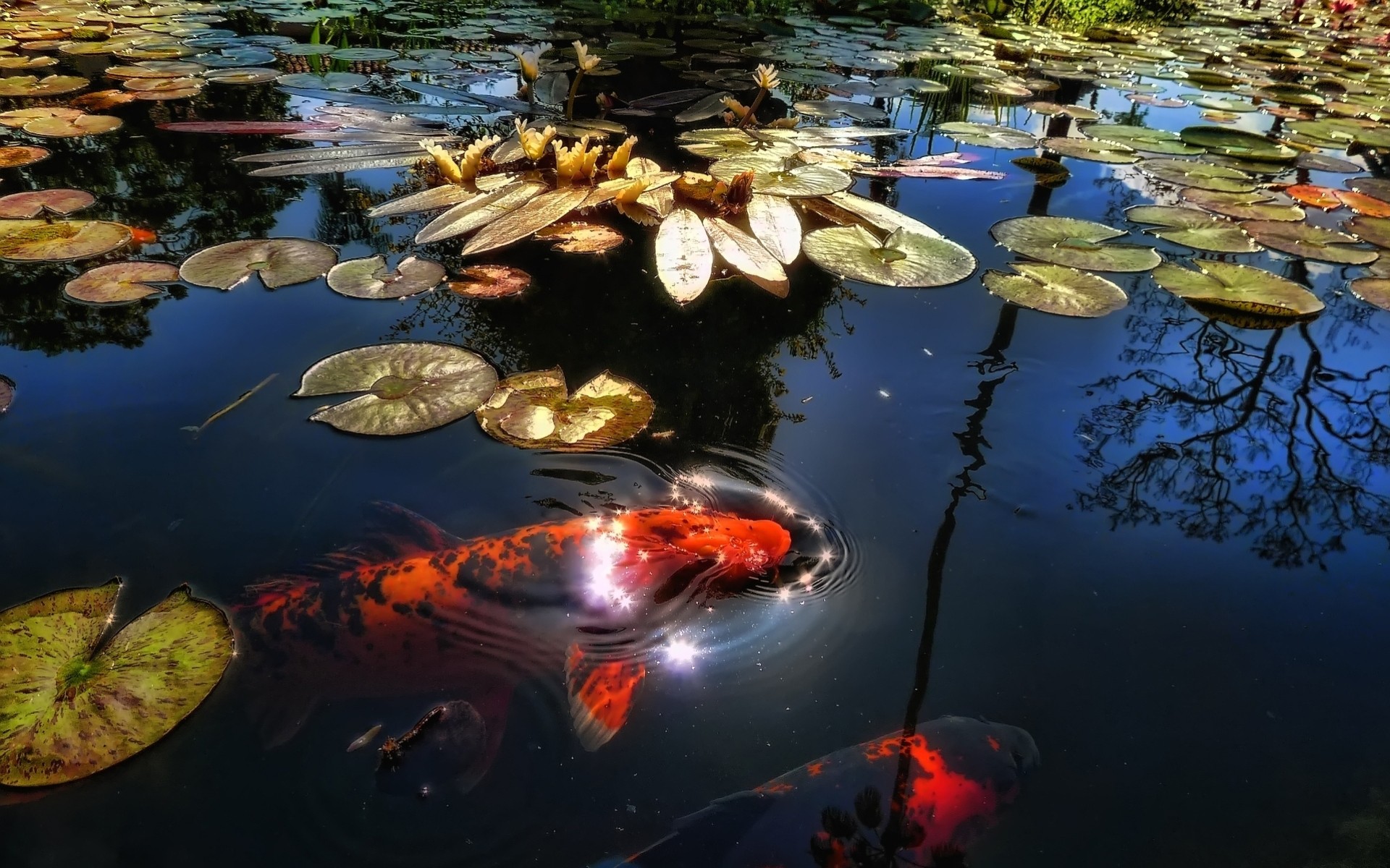 poisson réflexion lac été eau animaux