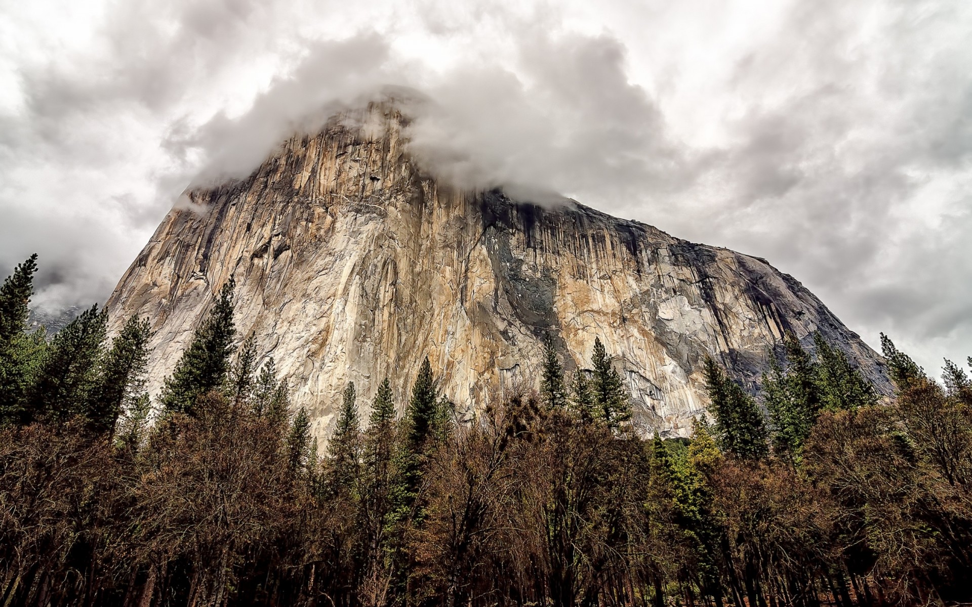 tree forest clouds park mountain california