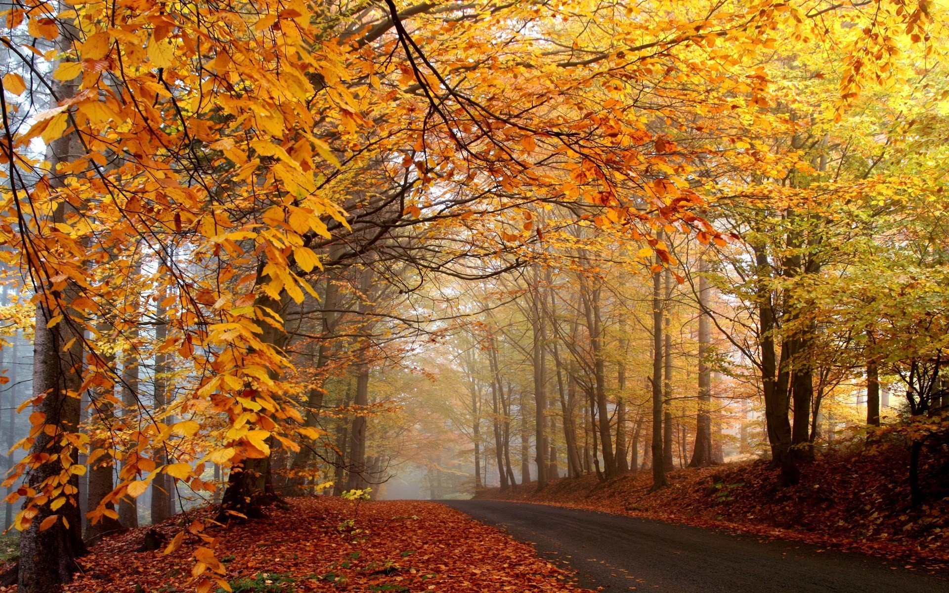 autumn road landscape forest