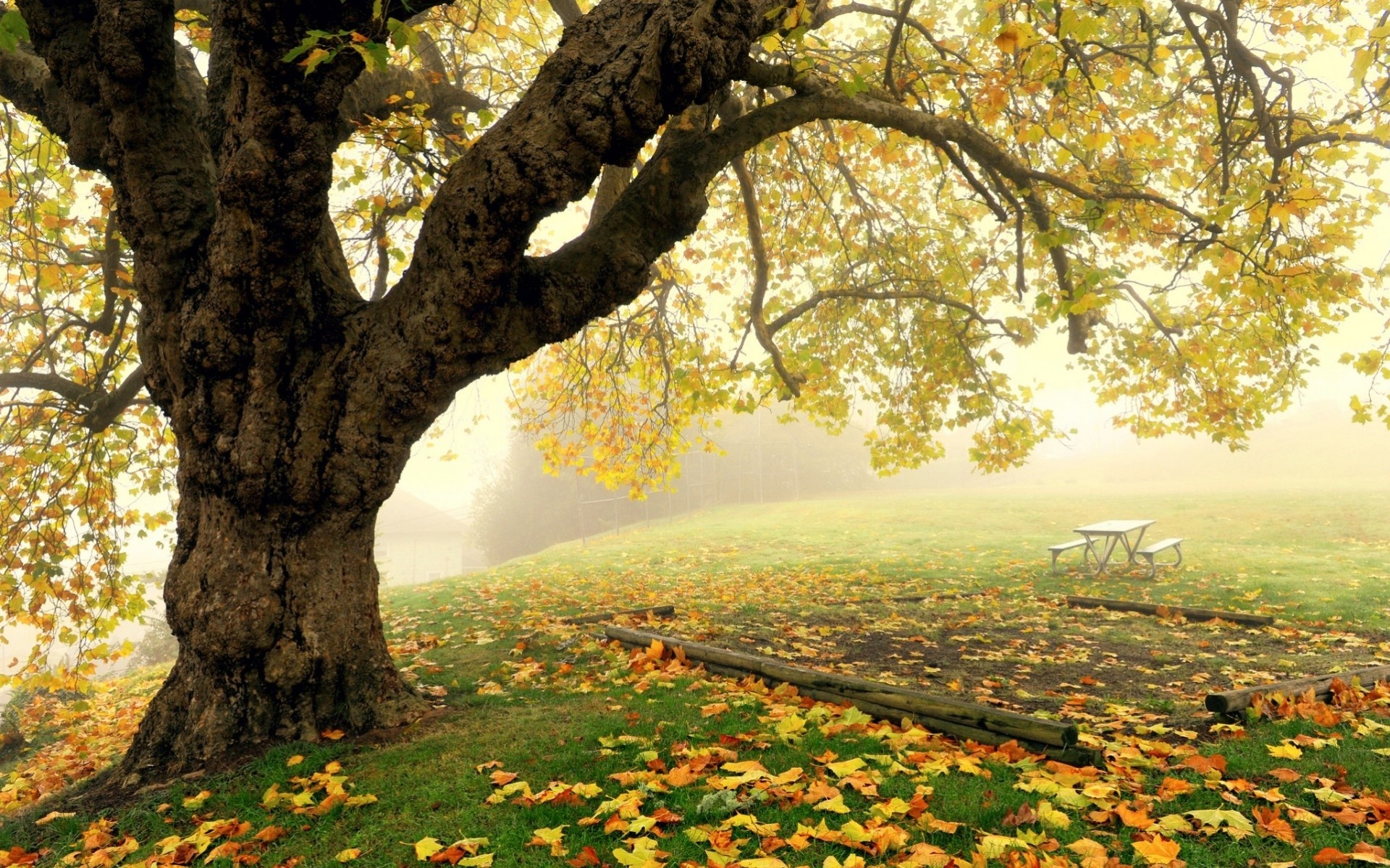 feuille arbres brouillard forêt paysages automne