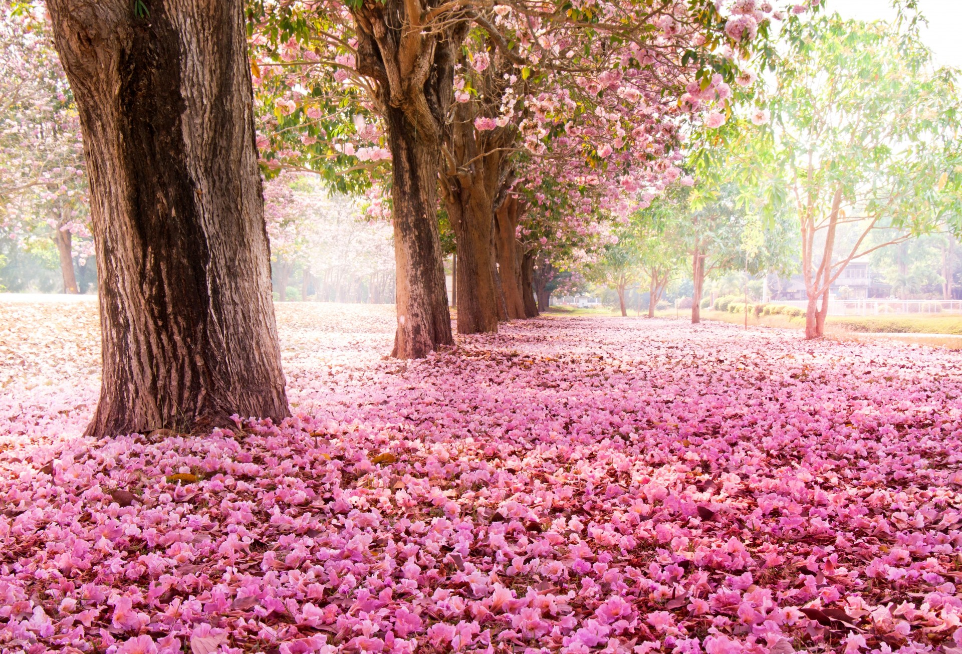 park drzewa kwitnienie kwiaty sakura