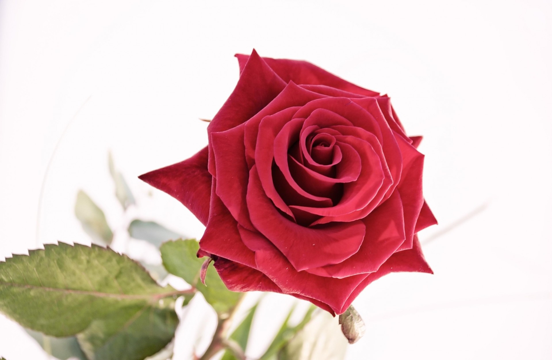 rose flower white background close up