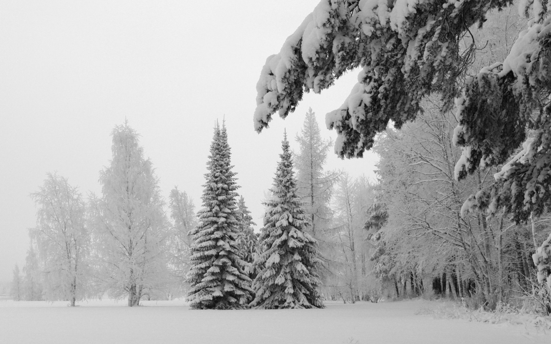 palmeras heladas árboles nieve invierno paisajes