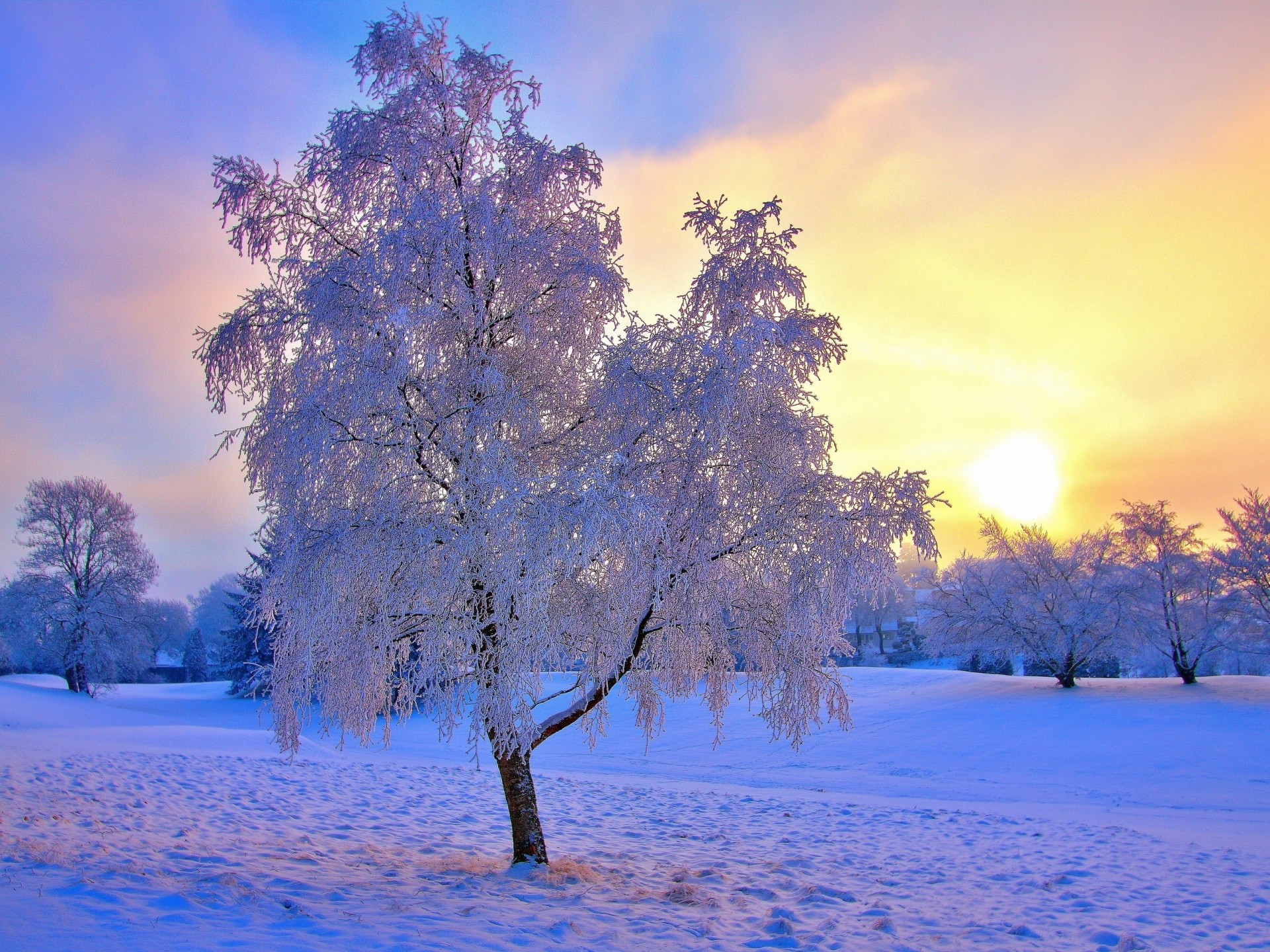 albero alberi sole neve inverno gelo