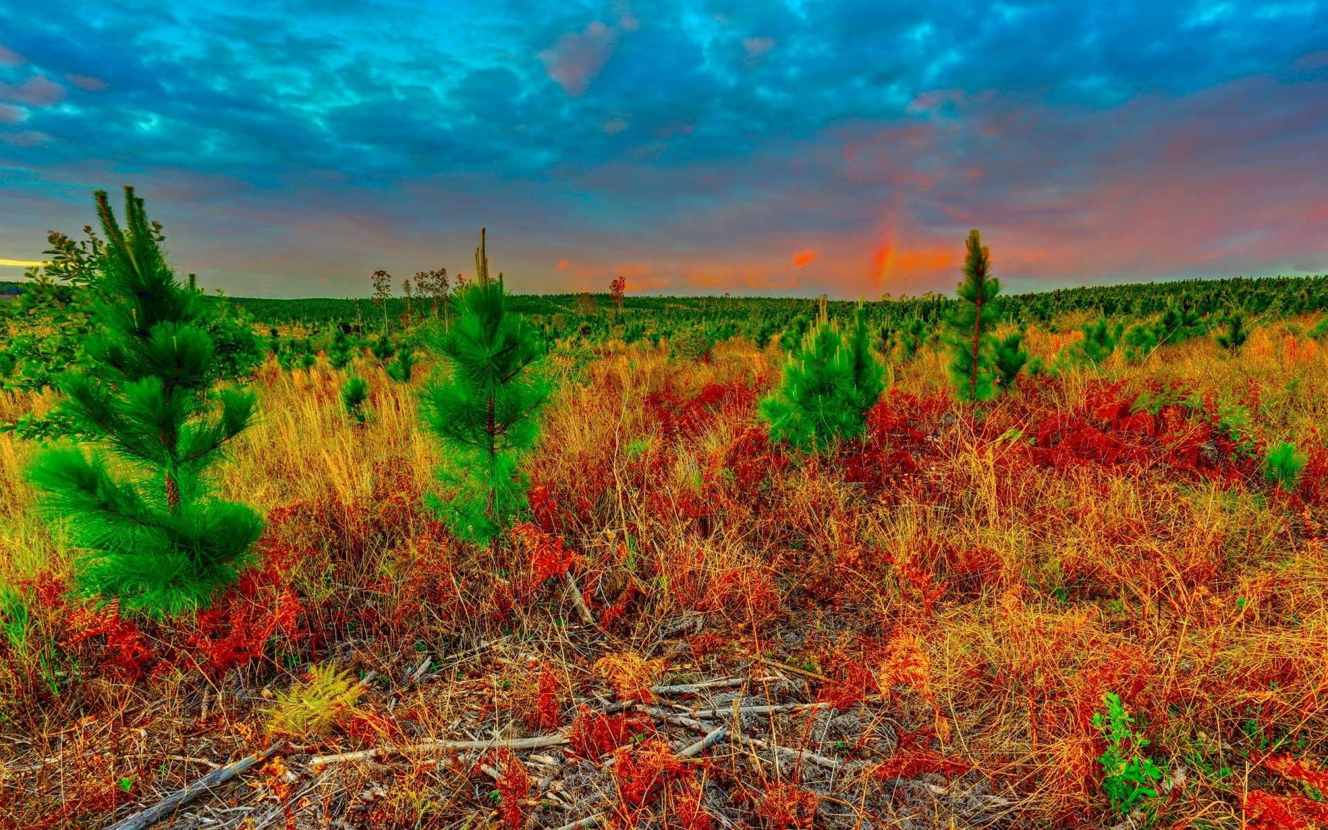 landscape sunset nature tree sky plant