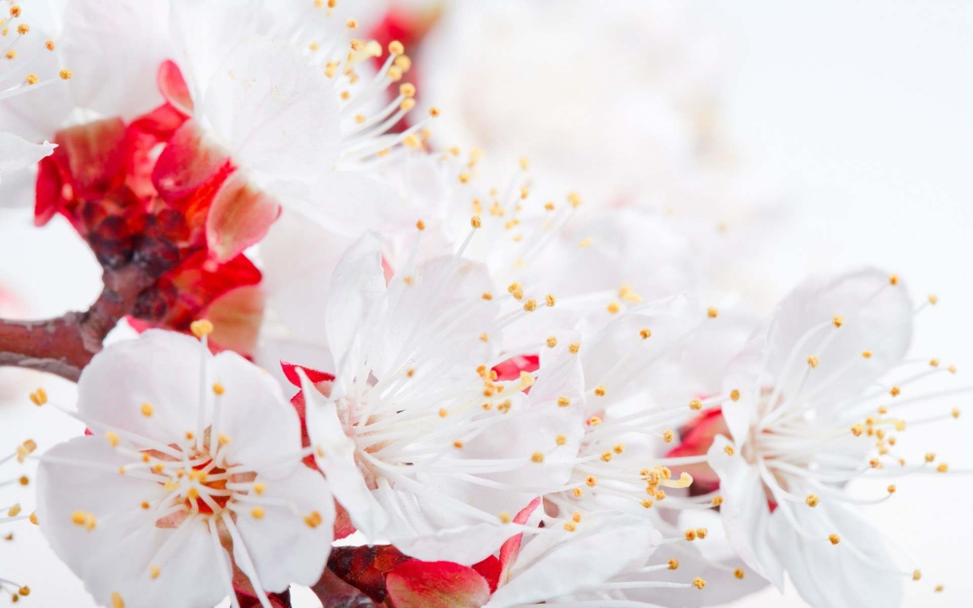 pring photo white flower macro