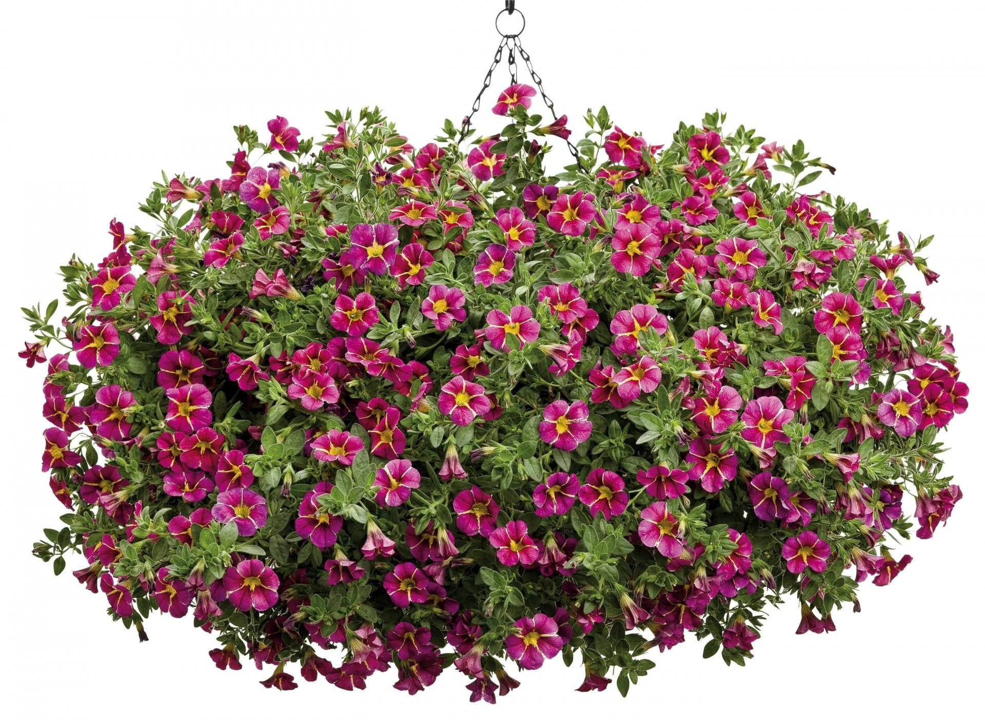 pots flower white background height petunia chain