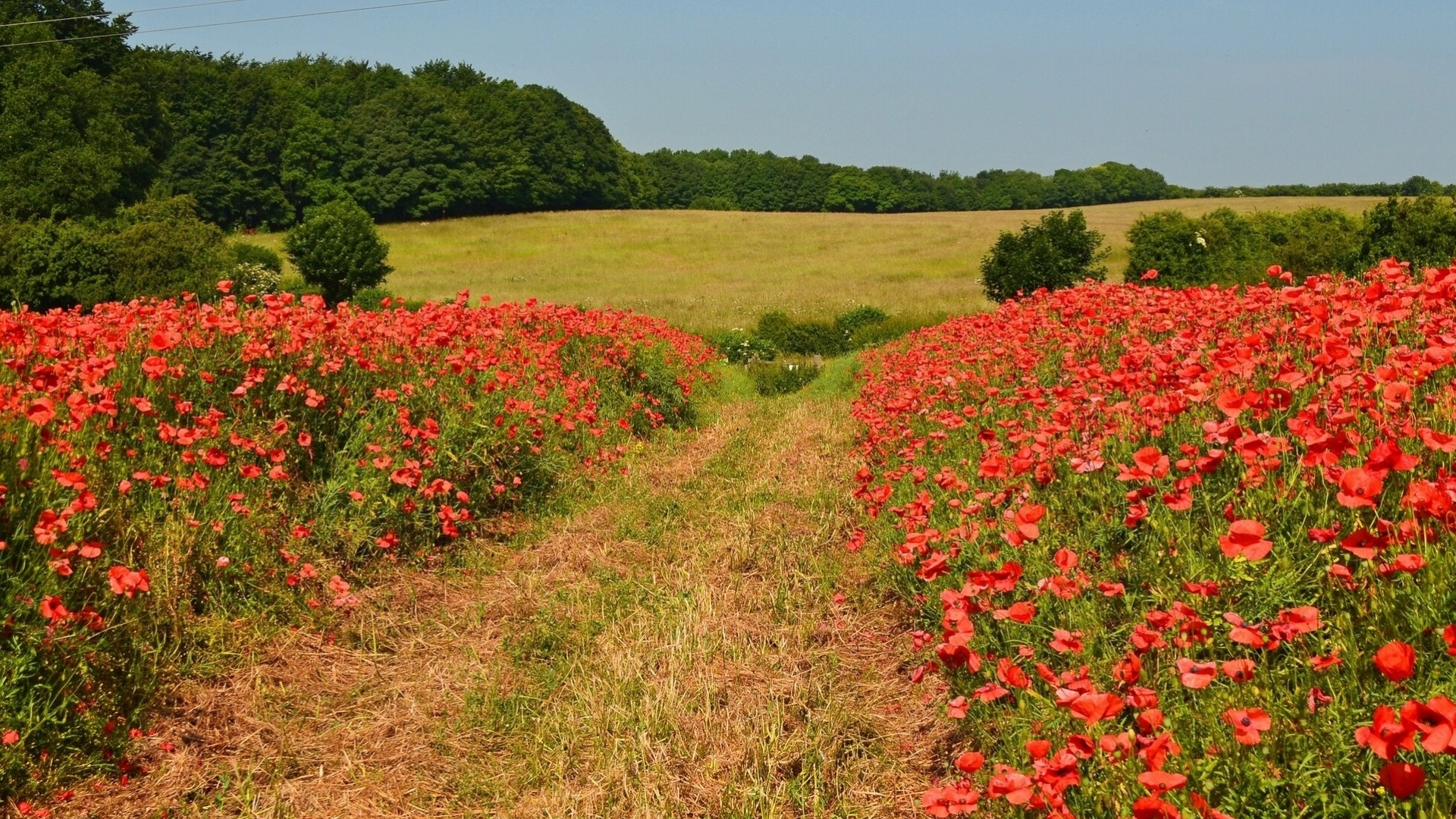 tor newton anglia drzewa kwiaty maki pole łąka