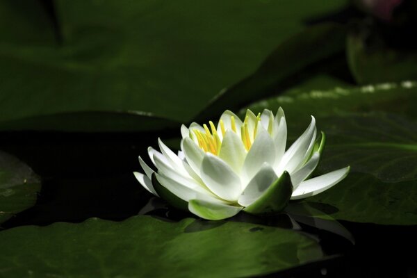 Pétales de lys blancs sur l eau