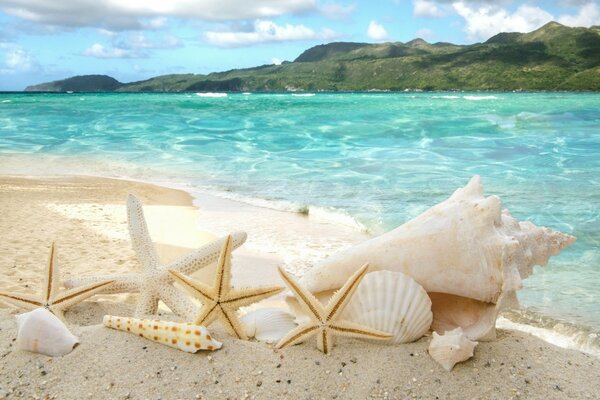 Shells and stars on the sand against the background of the sea