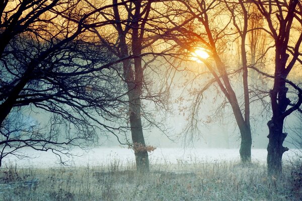 Foggy morning in a cool forest