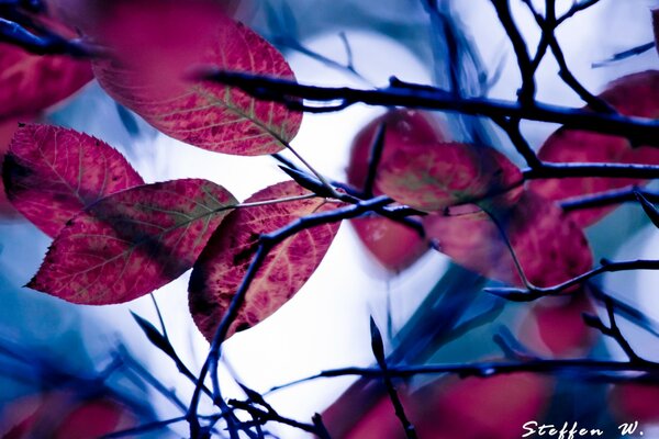Desktop-Hintergrund lila Blätter